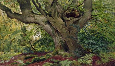 Burnham Beeches da James Matthews